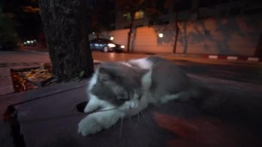 Beyaz ve gri kedi gece sokağında ince dallarla oynuyor.
