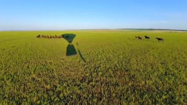Troupeau de chevaux sauvages court de la montgolfière sur un champ vert — Video