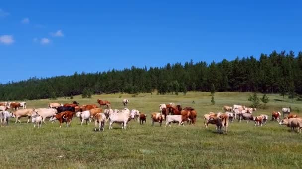 Vacas con terneros y caballos están caminando y pastando en un prado cerca del bosque — Vídeos de Stock