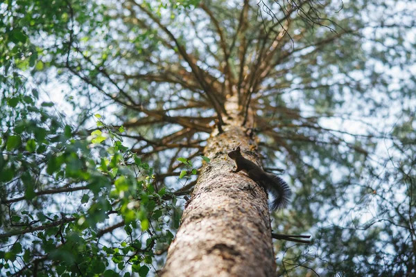 Blick von unten auf ein graues Eichhörnchen, das auf einen Baum klettert — Stockfoto