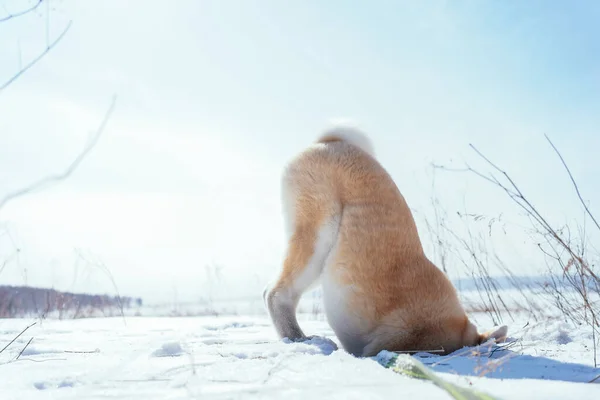 Akita Inu cachorro enterró su cabeza en la nieve en el campo nevado por la tarde — Foto de Stock