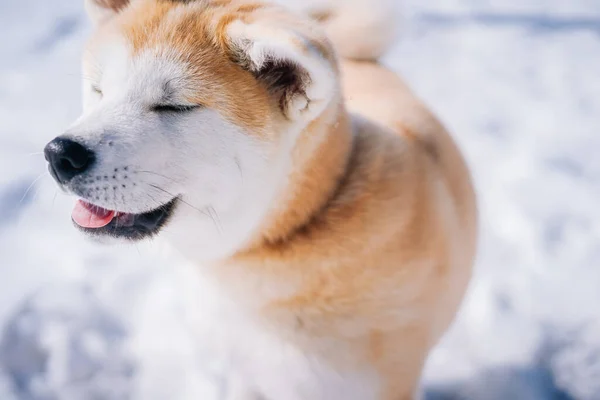 Gran retrato de cachorro Akita Inu con los ojos cerrados y la lengua colgando — Foto de Stock