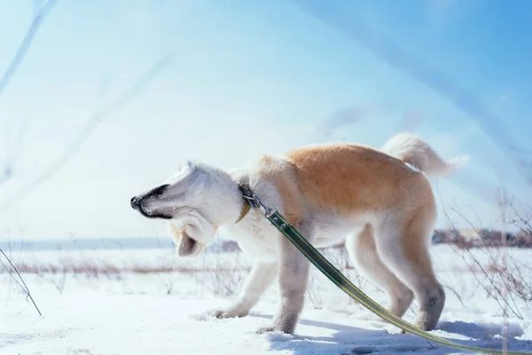 Akita Inu cachorro en un campo de nieve en una pose divertida sacude la nieve — Foto de Stock