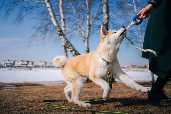 Akita Inu perro con correa verde juega con el juguete de cuerda con la mujer en el abrigo verde oscuro — Foto de Stock