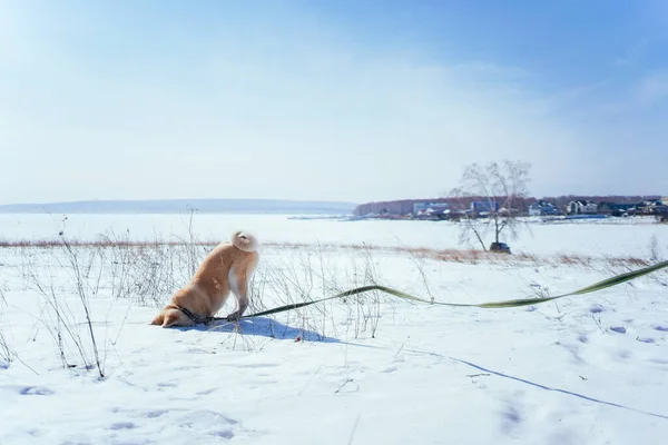Akita Inu cachorro enterró su cabeza en la nieve en el campo nevado por la tarde — Foto de Stock