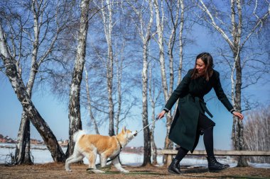 Yeşil tasmalı Akita Inu köpeği koyu yeşil ceketli bir kadınla ip oyuncağıyla oynuyor.
