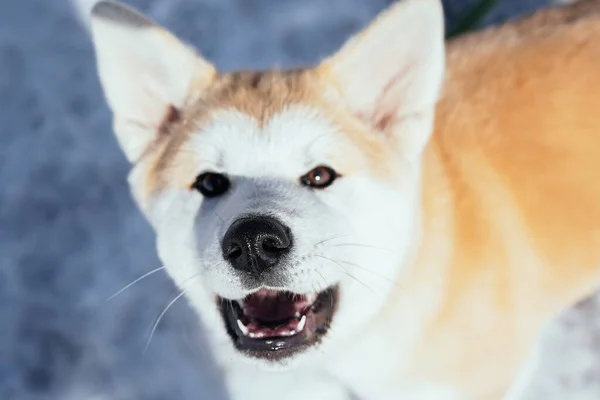 Gran retrato del perro Akita Inu mirando a la cámara con un enfoque en su nariz — Foto de Stock