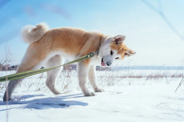 Akita Inu cachorro en un campo de nieve en una pose divertida hace cara tonta — Foto de Stock