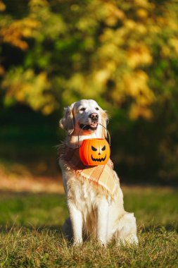 Damalı bandanalı Golden retriever parkta oturuyor ve elinde cadılar bayramı kovası