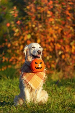 Damalı bandanalı Golden retriever parkta oturuyor ve elinde cadılar bayramı kovası