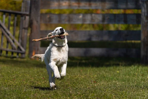 Happy golden retriever puppy berlari melintasi halaman dan membawa tongkat di giginya — Stok Foto