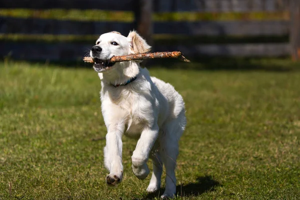 Happy golden retriever cachorro corre a través de un césped y lleva un palo en los dientes — Foto de Stock