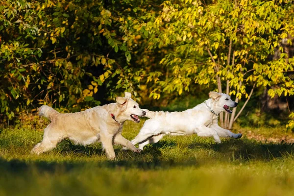 İki Golden Retriever sonbahar parkında birlikte koşuştururken eğleniyorlar.