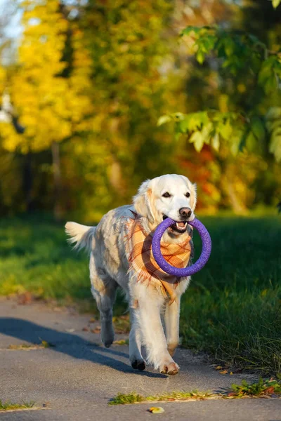 Mutlu Golden Retriever sonbahar parkında dişinde mor yumuşak yüzük oyuncağı taşıyor.