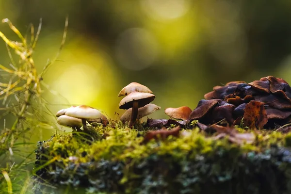 Houby na tenkých nožkách s tmavými a světle hnědými víčky rostou na mechovém pahýlu — Stock fotografie