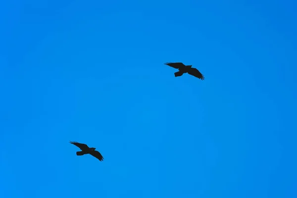 İki siyah karga açık mavi arka planda peş peşe uçar. — Stok fotoğraf