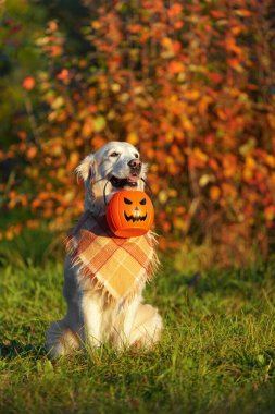 Damalı bandanalı Golden retriever parkta oturuyor ve elinde cadılar bayramı kovası