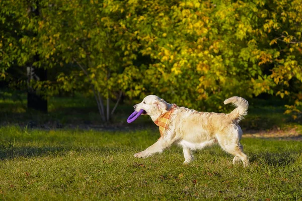 Feliz golden retriever lleva púrpura suave anillo juguete en sus dientes en otoño parque — Foto de Stock