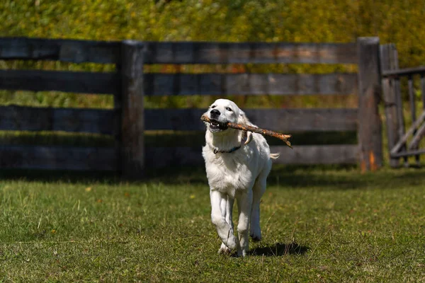 Happy golden retriever cachorro corre a través de un césped y lleva un palo en los dientes — Foto de Stock
