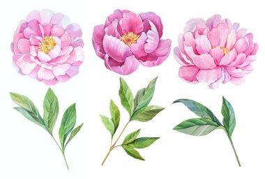 Beyaz arka planda pembe şakayıklar