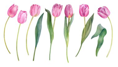 Beyaz arka planda pembe laleler