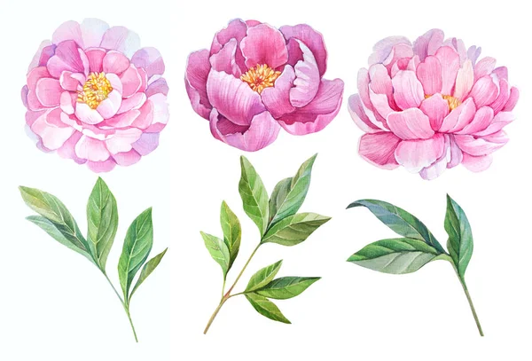 pink peonies on a white background