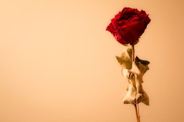 kurutulmuş kırmızı gül