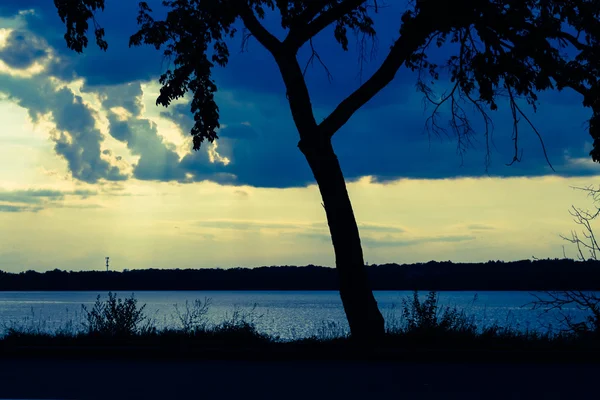 Silhueta de árvore única ao pôr do sol — Fotografia de Stock