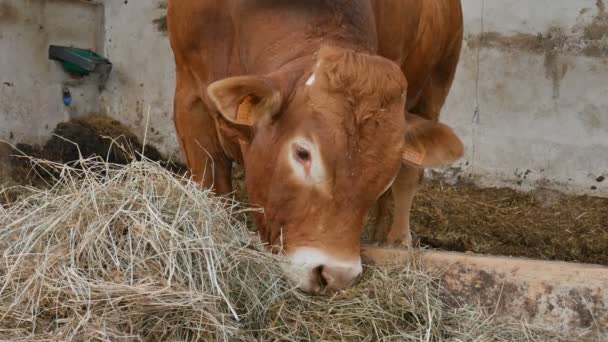 Een roodbruine Limousin stier die in het hol staat en hooi eet. Eco-landbouw, Chinese dierenriem, symbool van het jaar concepten. — Stockvideo