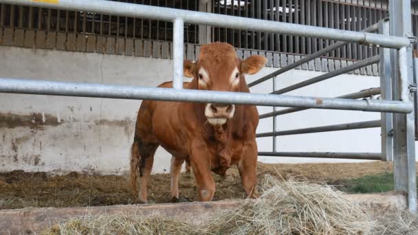 Un toro de Limousin marrón rojo parado en la guarida y comiendo heno. Eco agricultura, zodíaco chino, símbolo de los conceptos del año. — Vídeos de Stock