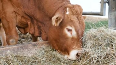 Kırmızı kahverengi bir Limousin boğası ininde duruyor ve saman yiyor. Çevre tarımı, Çin burcu, yılın sembolü..