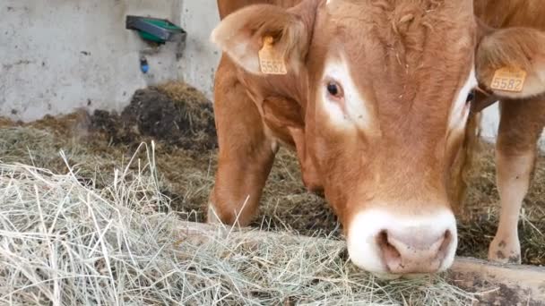 1頭の赤い茶色のライムシン牛が隠れ家に立って干し草を食べています。エコ農業、中国の黄道帯、今年のコンセプトのシンボル. — ストック動画