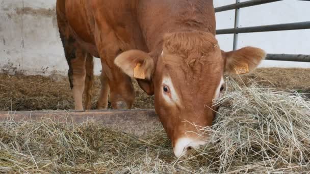 Kırmızı kahverengi bir Limousin boğası ininde duruyor ve saman yiyor. Çevre tarımı, Çin burcu, yılın sembolü.. — Stok video