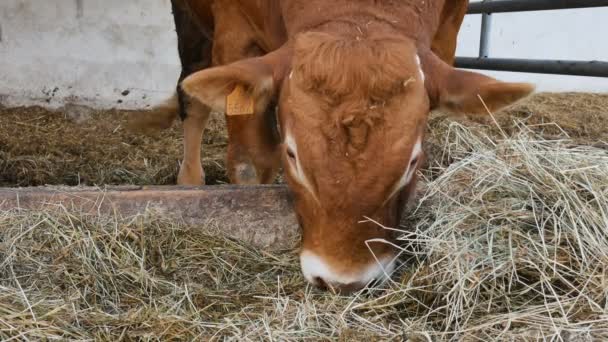 Jeden červenohnědý limuzínový býk stojí v doupěti a jí seno. Ekologické zemědělství, čínský zvěrokruh, symbol roční koncepce. — Stock video