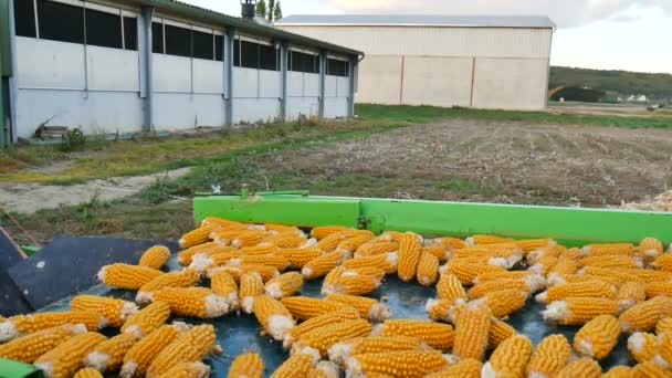 Свіжа кукурудза на конвеєрній стрічці на заводі, переробка стиглих цицьок, концепція харчової промисловості — стокове відео