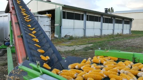 Frischer Mais am Band in der Fabrik, Verarbeitung reifer Maiskolben, Konzept der Lebensmittelindustrie — Stockvideo