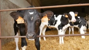 Çiftlikte süt içtikten sonra buzağılar. Çiftçi ambarının içinde genç siyah beyaz Holden inekleri. Çin burcu, yılın sembolü..