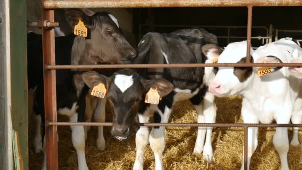 農場で牛乳を飲んだ後、子牛.農家の納屋の中の若い黒と白のホルシュタイン牛。中国の黄道帯、今年の概念のシンボル. — ストック動画