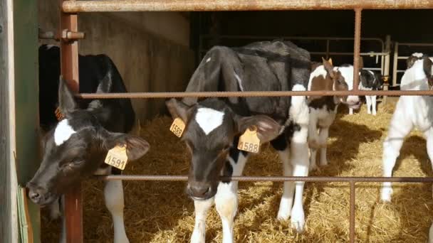 Bezerros depois de beber leite na fazenda. Jovens vacas holandesas pretas e brancas dentro de um celeiro de agricultores. Zodíaco chinês, símbolo dos conceitos do ano. — Vídeo de Stock