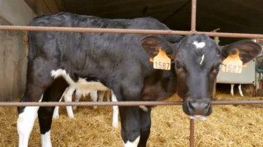 Çiftlikte süt içtikten sonra buzağı. Çiftçilerin ahırında genç siyah beyaz bir inek. Çin burcu, yılın sembolü..