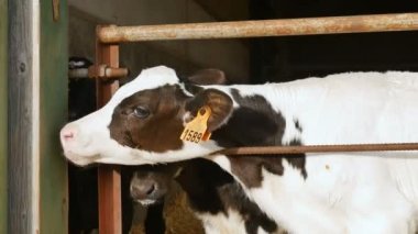 Çiftlikte süt içtikten sonra buzağı. Çiftçilerin ahırında genç siyah beyaz bir inek. Çin burcu, yılın sembolü..