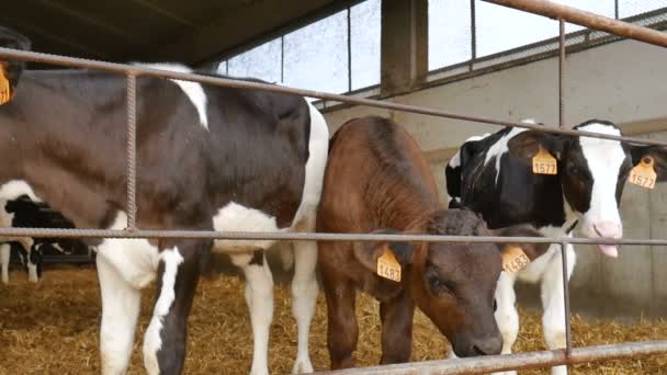 Bezerros depois de beber leite na fazenda. Jovens vacas holandesas pretas e brancas dentro de um celeiro de agricultores. Zodíaco chinês, símbolo dos conceitos do ano. — Vídeo de Stock