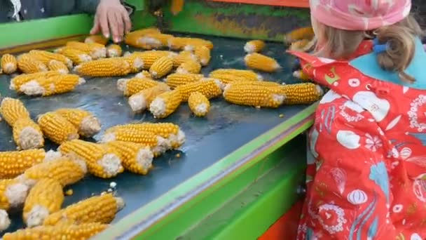 Маленька дівчинка в червоному пальто дивиться на свіжу кукурудзу на конвеєрному поясі на заводі і намагається допомогти. Обробка стиглих цицьок, концепція харчової промисловості — стокове відео