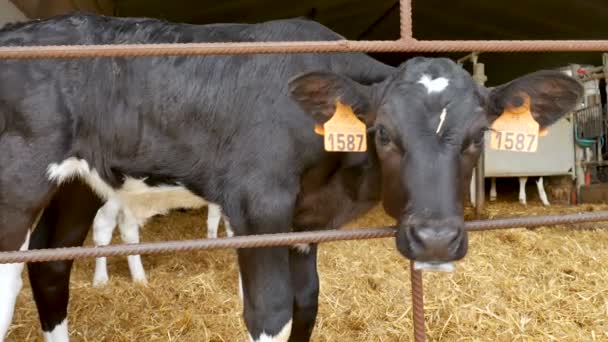 農場で牛乳を飲んだ後の子牛。農家の納屋の中の若い黒と白のホルシュタイン牛。中国の黄道帯、今年の概念のシンボル. — ストック動画