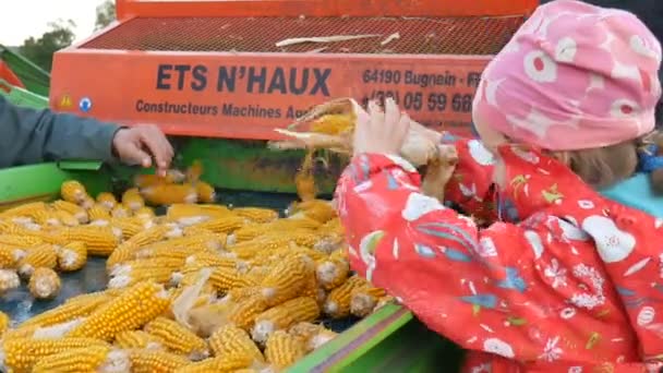 Маленька дівчинка в червоному пальто дивиться на свіжу кукурудзу на конвеєрному поясі на заводі і намагається допомогти. Обробка стиглих цицьок, концепція харчової промисловості — стокове відео