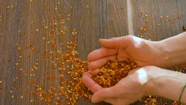 Osorterade kryddor på träbord, röd varm chili peppar flingor faller ner från kvinnliga händer, kryddor för mat. — Stockvideo