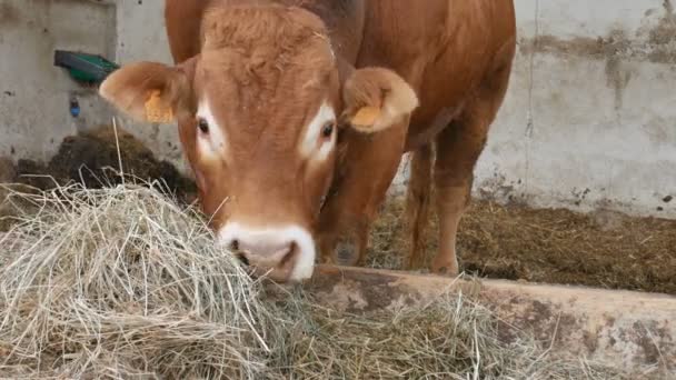 En röd brun Limousin tjur som står i lyan och äter hö. Ekologiskt jordbruk, kinesisk zodiak, symbol för årets begrepp. — Stockvideo