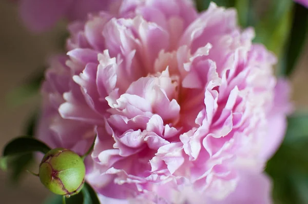 Крупним планом букет свіжих рожевих півоній, сезонна концепція — стокове фото