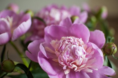 Taze pembe şakayık buketine yakın, mevsimlik konsept.