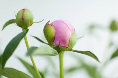 Taze pembe şakayık buketine yakın, mevsimlik konsept.